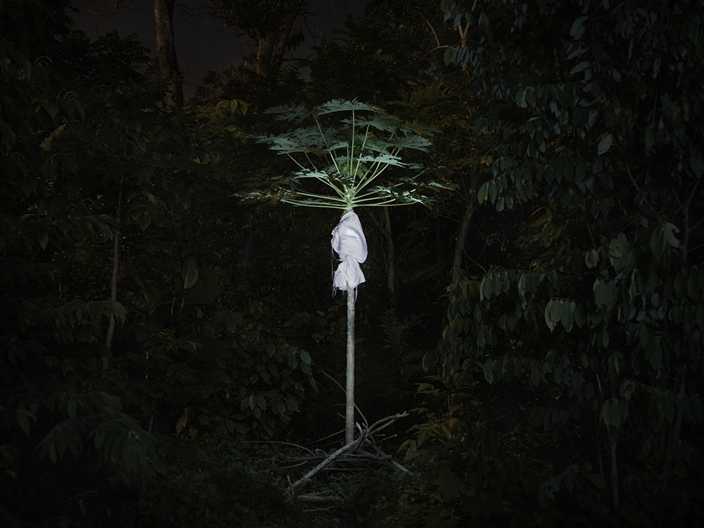 A papaya tree with a white bag wrapped around the fruit.