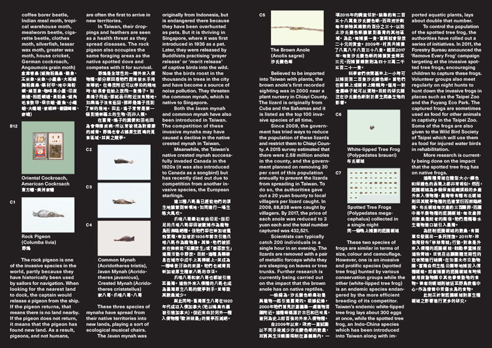 A poster of different bird species, including mandarian translations.