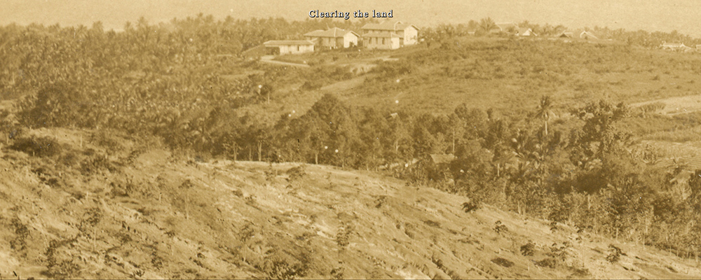 A screenshot of a video still from 'Of Weeping Trees' Exhibition video showing plantations on a hill with the text 'Clearing the land' on the top.