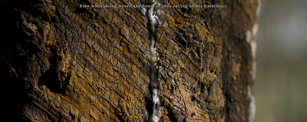 A screenshot of a video still of latex dripping from a rubber tree with the accompanying text 'Even while doing myself the honor of thus calling on his Excellency'