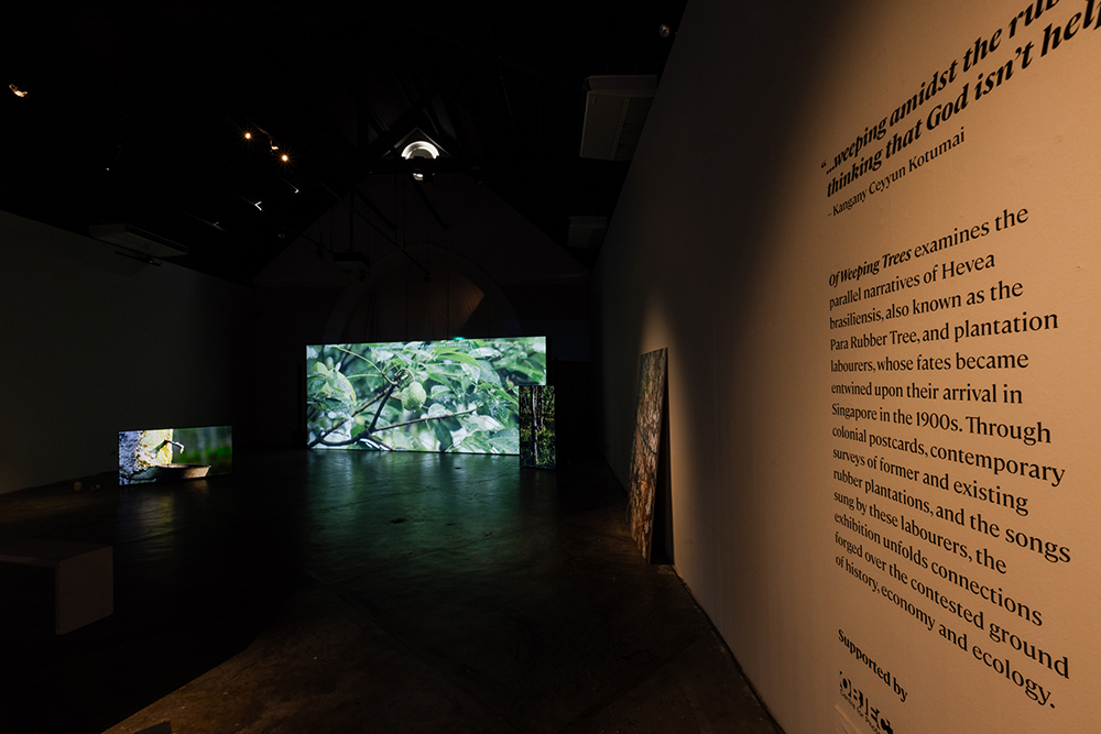 Exhibition view of 'Of Weeping Trees' featuring exhibition text and a large screen with rubber trees on it.