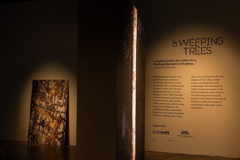 Text for the exhibition 'Of Weeping Trees'