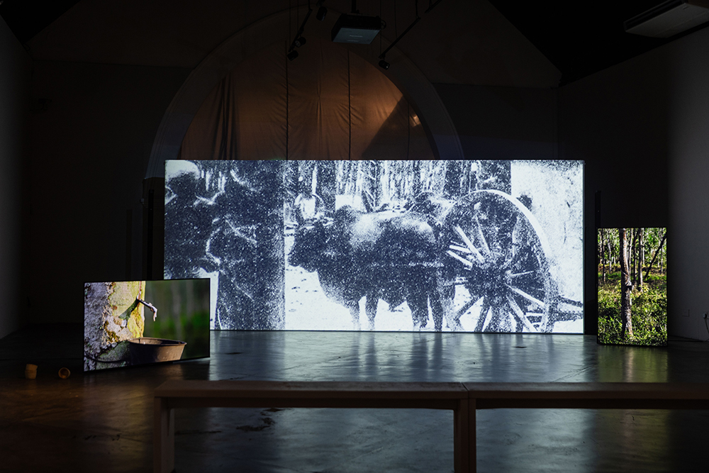 A large screen with a bull carrying a large cart. Two other screens showing a rubber tapping bucket and a rubber tree.