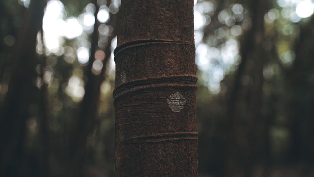 The rubber carvings on the a rubber tree.