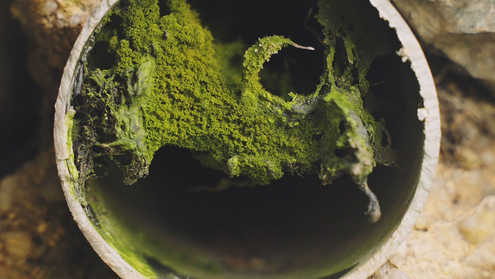 Moss grows inside of a drainage pipe.