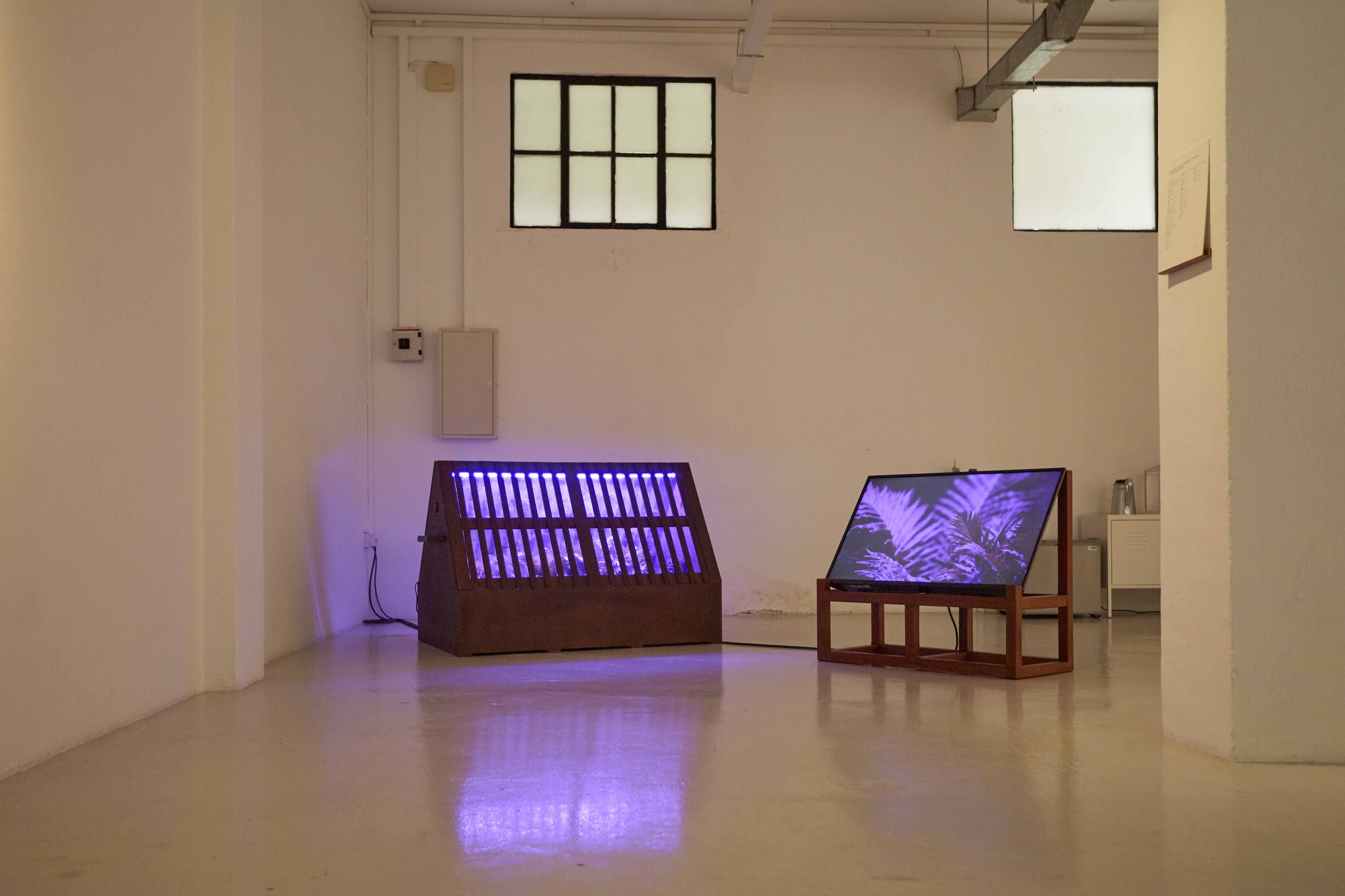 A Wardian Case illuminated in purple light next to a screen with a plant.