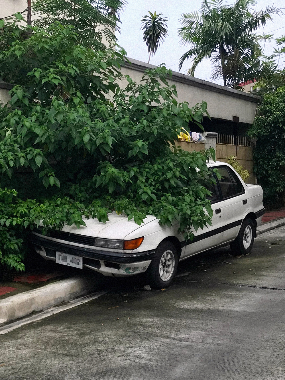 [Botanical borderlessness] Both parked car and overgrown garden tree lay claim to the sidewalk, structurally forcing pedestrians to share the road with passing vehicles in Quezon City.