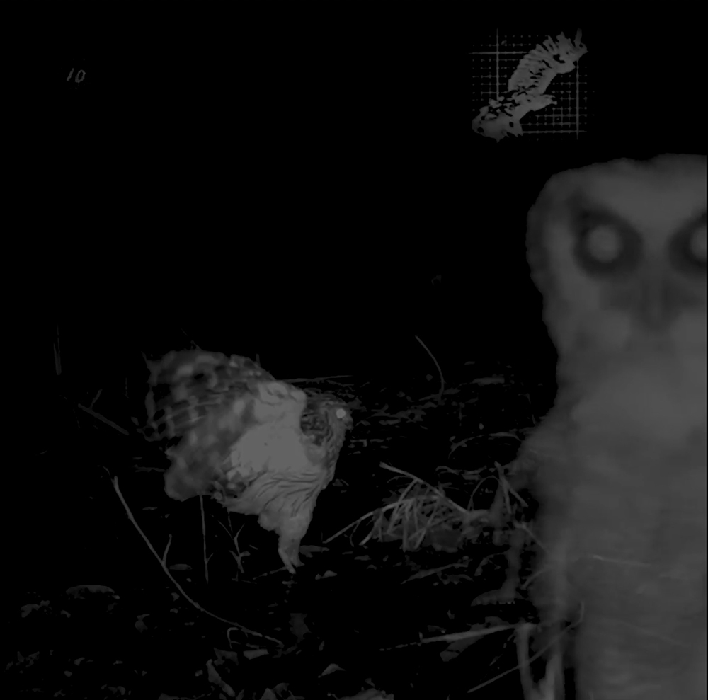 Nocturnal view of two owls.