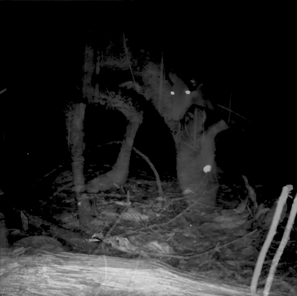 Nocturnal view of a deer.